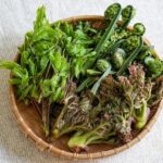北海道で取れる山菜の種類人気10選！旬の時期から美味しい食べ方まで卸のプロが解説！