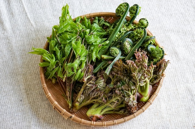 北海道で取れる山菜の種類人気10選！旬の時期から美味しい食べ方まで卸のプロが解説！