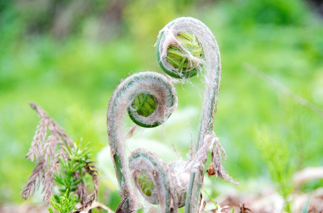 夏の山菜の種類