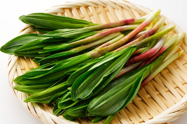 春の山菜の種類