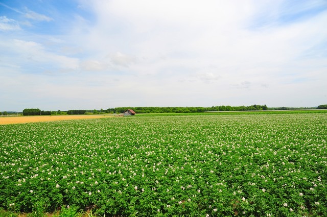 青果卸のプロが厳選する北海道が誇る特産野菜