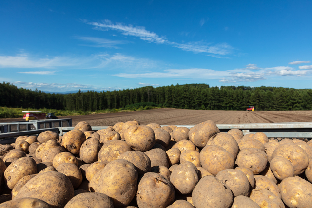北海道の野菜生産量ランキングTOP10