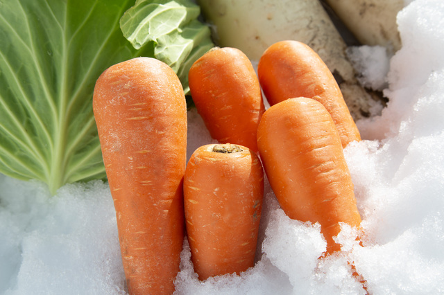 冬にしか食べられない「雪下野菜」が深い甘みを生む理由