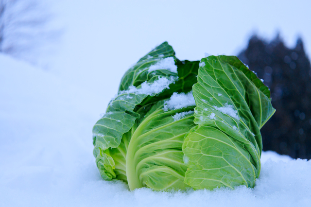 雪下野菜（越冬野菜）は通常の野菜と何が違うのか