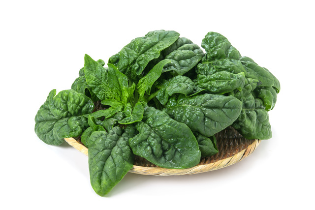 旨みが凝縮された「ちぢみほうれん草」