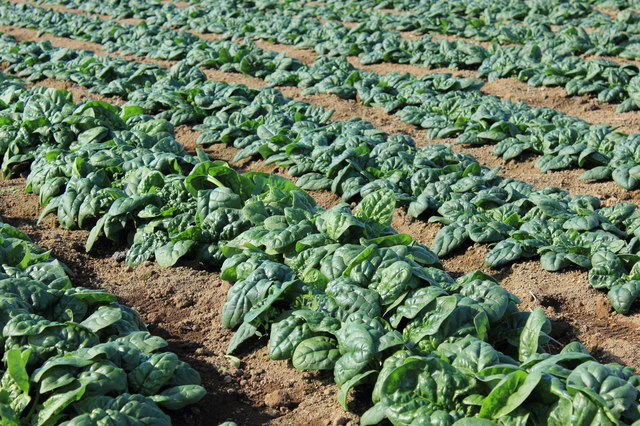 「ちぢみ野菜」という名称の由来