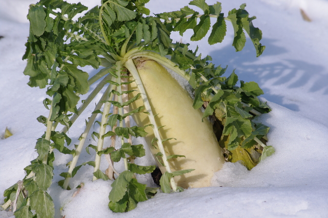 水分が溢れ出し煮崩れもしない「雪下だいこん」