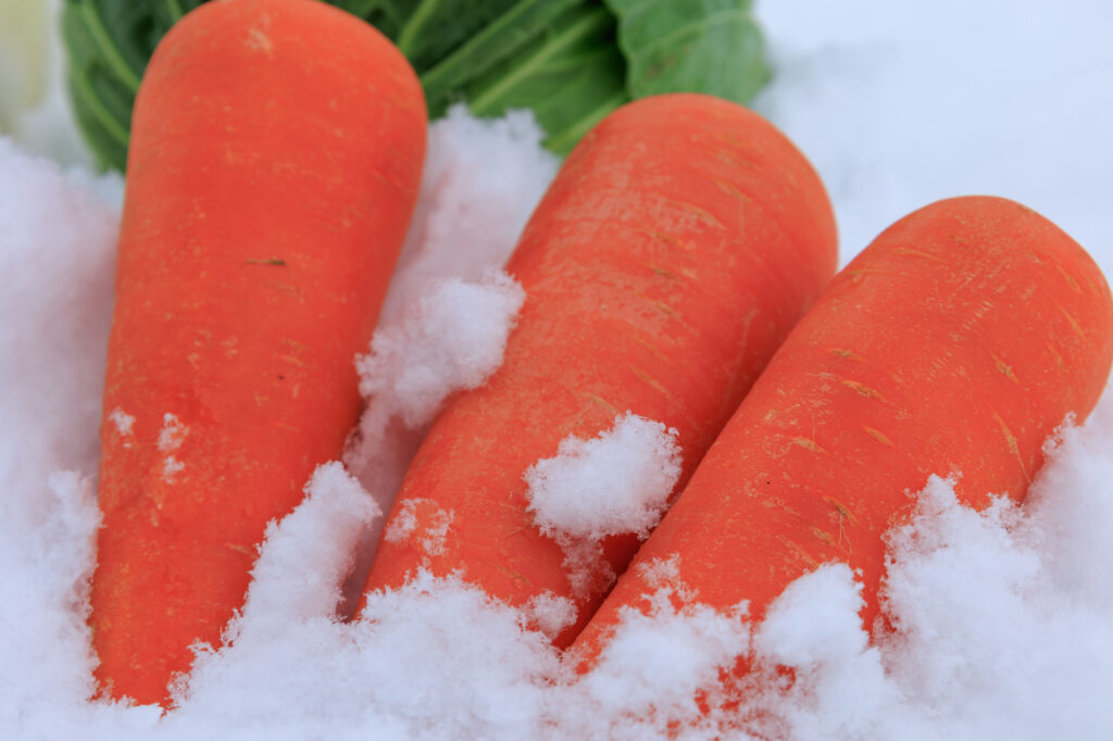 野菜嫌いを克服させる「雪下にんじん」のフルーティーな甘さ