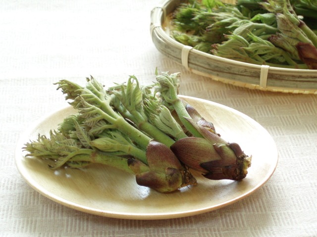 春の集客と客単価向上に山菜「タラの芽」がおすすめな理由