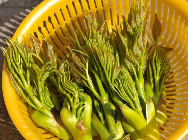 現場のロスを極限まで減らす山菜「タラの芽」の下処理・保存方法
