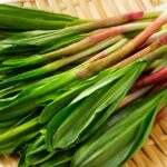 幻の山菜「行者にんにく」で春の集客！原価を抑えて利益を最大化するプロの活用術