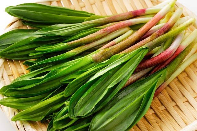 幻の山菜「行者にんにく」で春の集客！原価を抑えて利益を最大化するプロの活用術