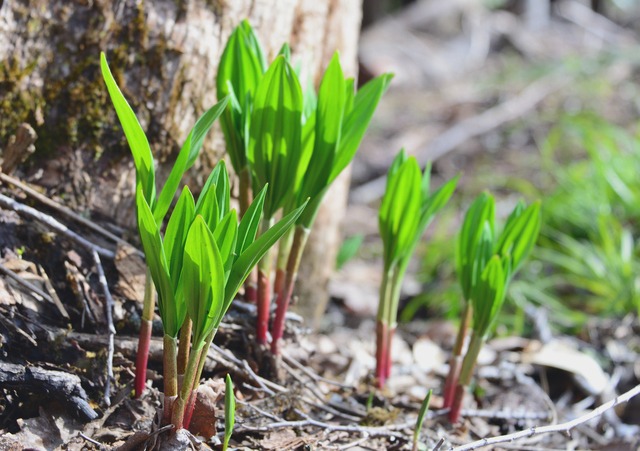 集客の武器になる「行者にんにく」とは？普通のニンニクとの違いと山菜としての希少価値