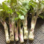 北海道産ウドを仕入れるなら3月〜5月が旬！飲食店が知るべき山菜としての魅力とメニュー活用法