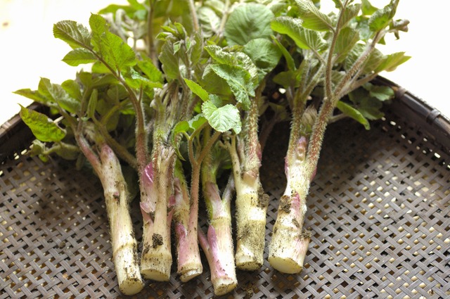 北海道産ウドを仕入れるなら3月〜5月が旬！飲食店が知るべき山菜としての魅力とメニュー活用法