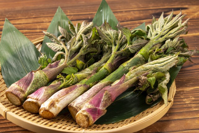 軟白うどと山うど（天然）の違いは？北海道産をメニューに合わせて選ぶ