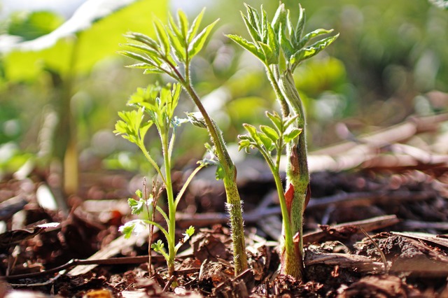 北海道のウドは春の訪れを告げる山菜！仕入れに最適な時期と産地のリレー