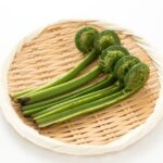 おいしい「こごみ」の見分け方｜業務用仕入れで失敗しない極意と原価の考え方