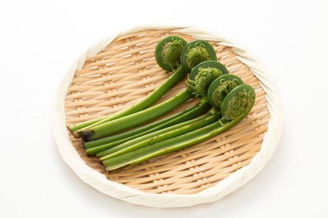 おいしい「こごみ」の見分け方｜業務用仕入れで失敗しない極意と原価の考え方