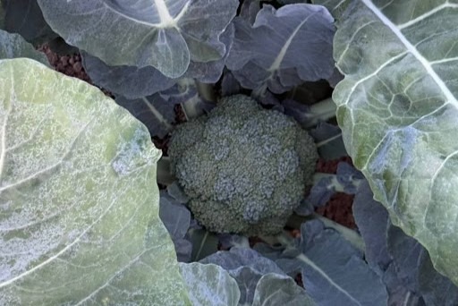 年々変わる気候にも対応。現状をアップデートし続ける探求心