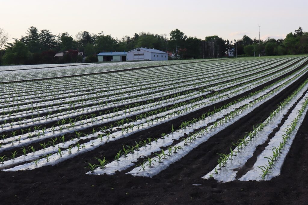 家族の絆で広大な畑を守り抜く、5代目の挑戦