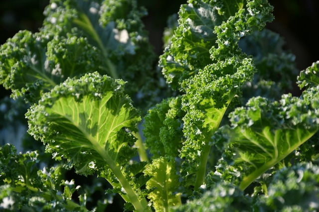 生のケールはどこで買える？スーパーや札幌の卸売など確実な購入先