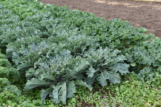 ケールはどこで買えるか探す前に知っておきたい栄養と効果