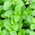 スペアミントの正しい保存方法！ロスを防ぐプロの使い方