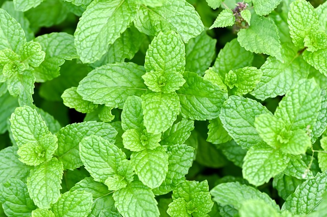 スペアミントの正しい保存方法！ロスを防ぐプロの使い方