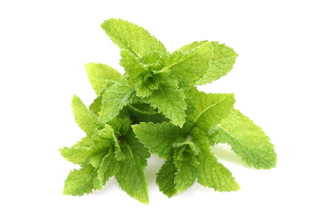 飲食店の悩みの種。スペアミントの「保存」はなぜ難しく、変色しやすいのか？