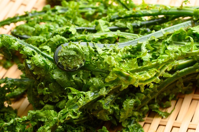 アク抜き不要！おいしいこごみが飲食店の利益に貢献する理由