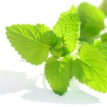 爽やかな香りで料理を格上げ！レモンバームの使い方・効能・保存方法の完全ガイド