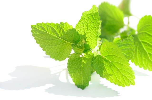 爽やかな香りで料理を格上げ！レモンバームの使い方・効能・保存方法の完全ガイド