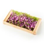 プロが教える「花穂紫蘇」の粋な食べ方！和食やフレンチの彩りに