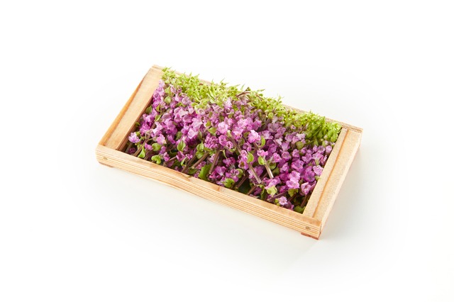 プロが教える「花穂紫蘇」の粋な食べ方！和食やフレンチの彩りに