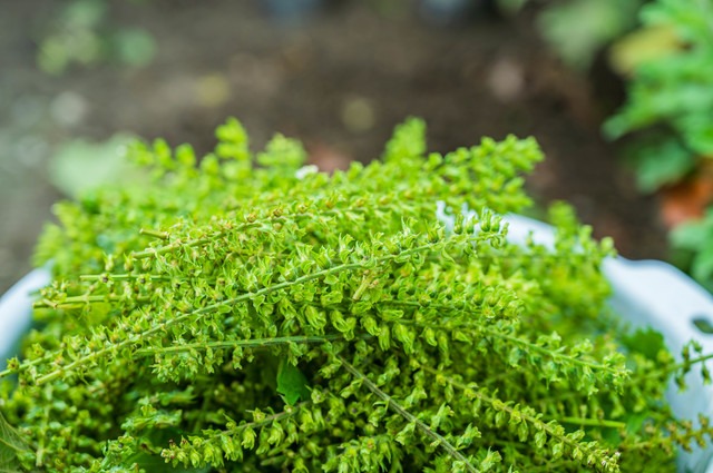 飾りだけじゃない！余った「花穂」を食用として活かしきる美味しい加工・保存法