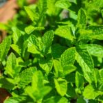 【シェフ必見】ペパーミントが料理の隠し味になる理由と爽やかなアレンジ2選