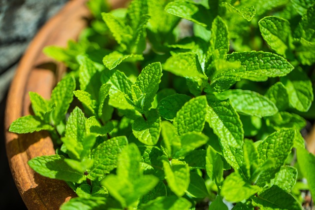 【シェフ必見】ペパーミントが料理の隠し味になる理由と爽やかなアレンジ2選