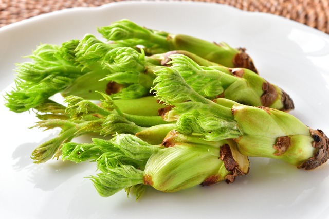 春の山菜「タラの芽」活用ガイド｜利益を出せる選び方とメニュー戦略