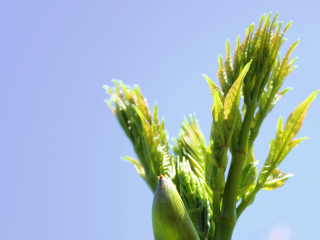 安定供給と原価管理のための山菜「タラの芽」の産地・旬情報