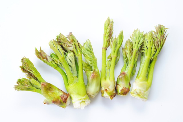 調理効率と用途で使い分ける山菜「タラの芽」の種類・特徴