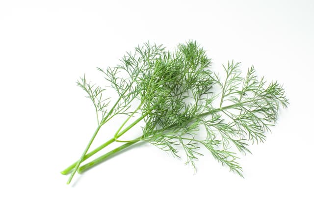 香草「ディル」の代用は可能？