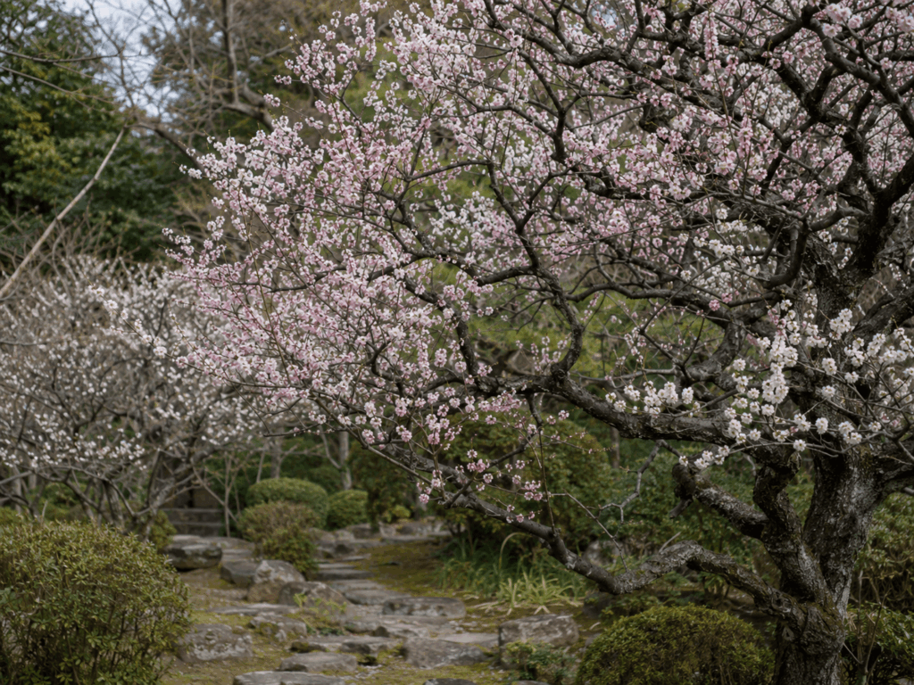 花を楽しむ「花梅」