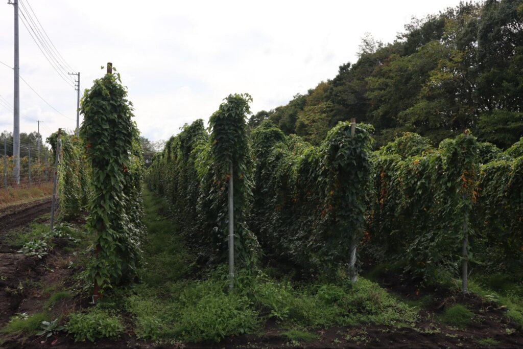 支柱を立てて栽培されている山芋畑