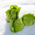 雪の上に乗ったキャベツ