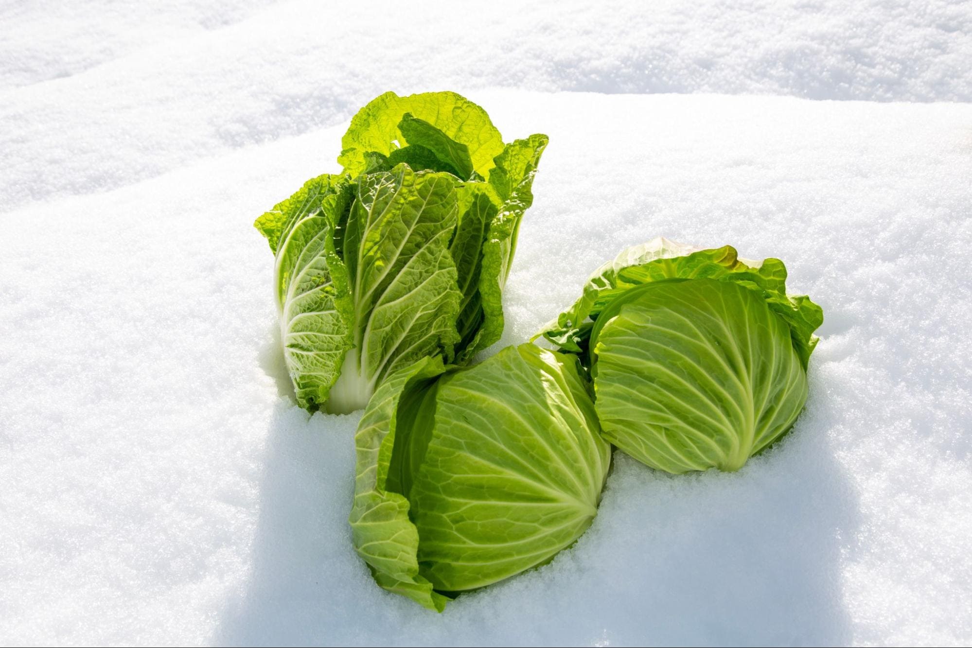 雪の上に乗ったキャベツ