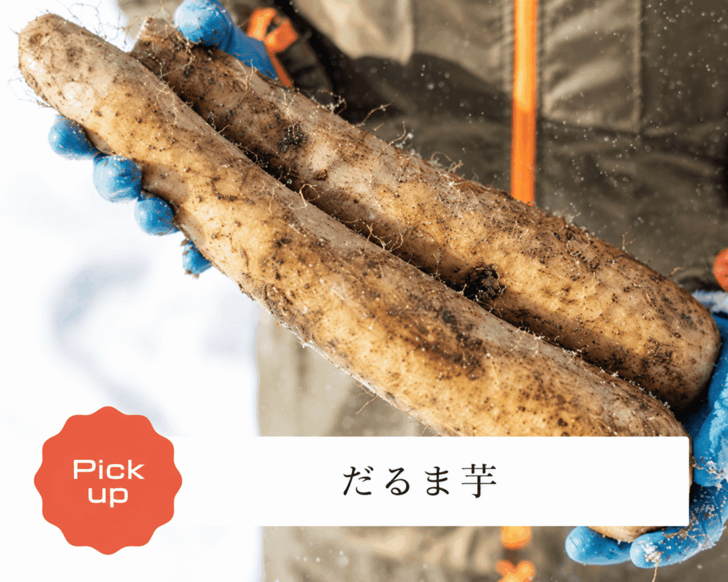 収穫しただるま芋の写真と「だるま芋」の文字が入った紹介