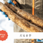 収穫しただるま芋の写真と「だるま芋」の文字が入った紹介