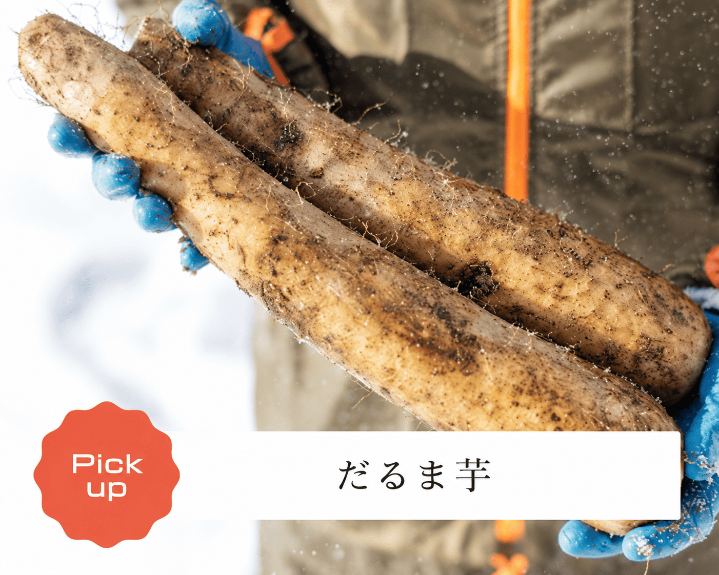 収穫しただるま芋の写真と「だるま芋」の文字が入った紹介