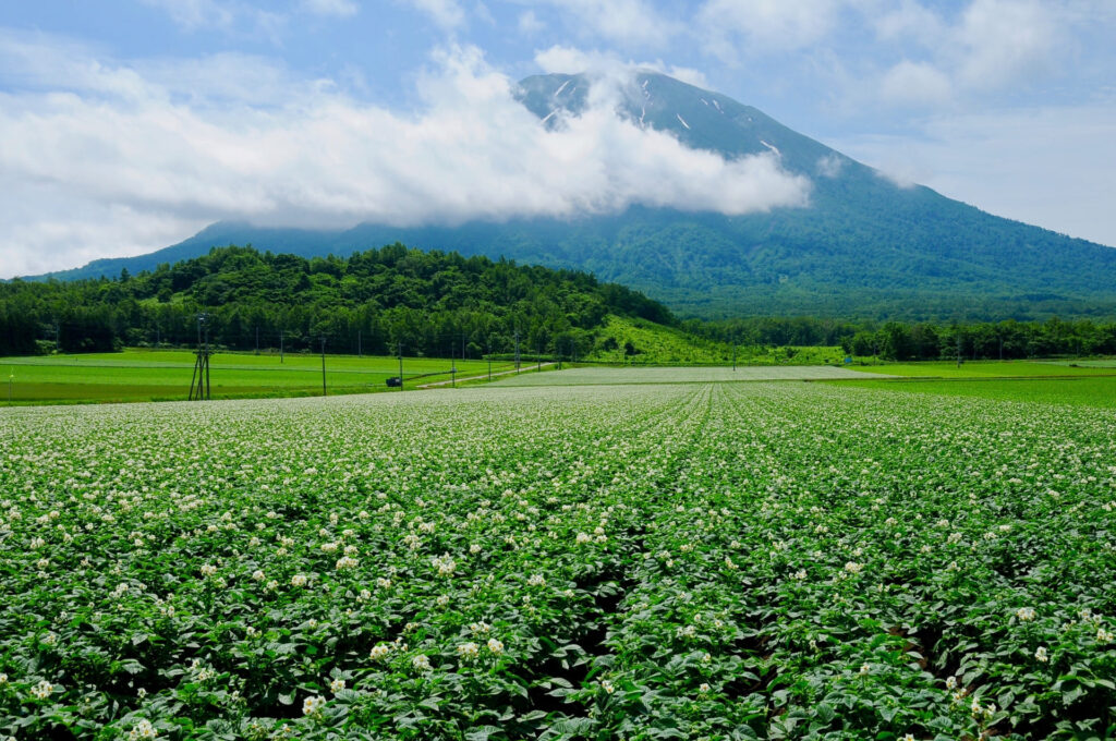 北海道のじゃがいも畑
